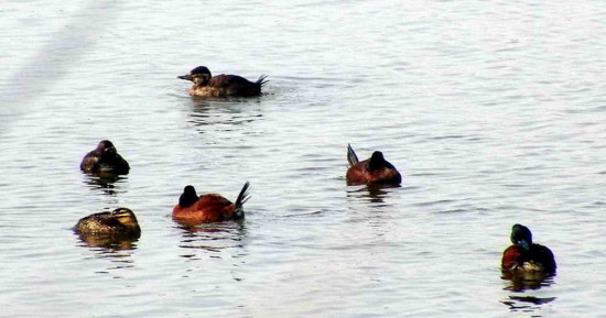 Pato zambullidor chico/Lake Duck