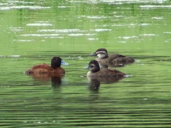 Pato zambullidor chico/Lake Duck