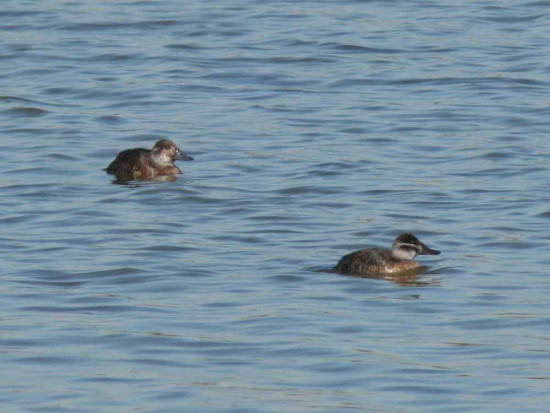 Pato zambullidor chico/Lake Duck