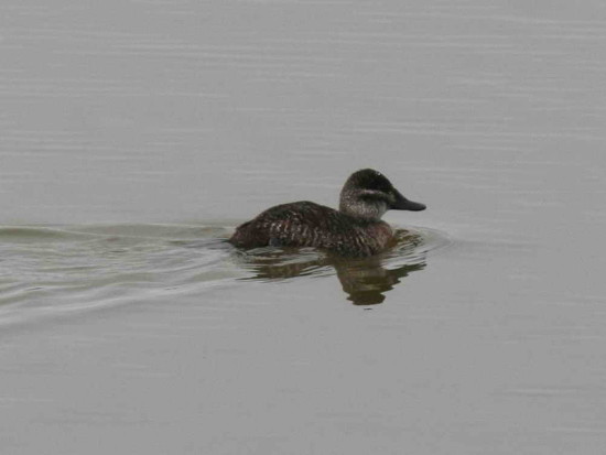 Pato zambullidor chico/Lake Duck