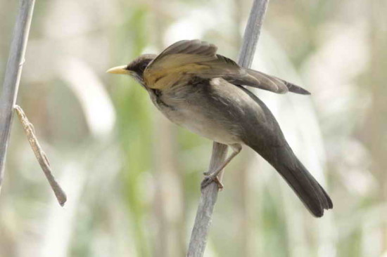 Zorzal chalchalero/Creamy-bellied Thrush