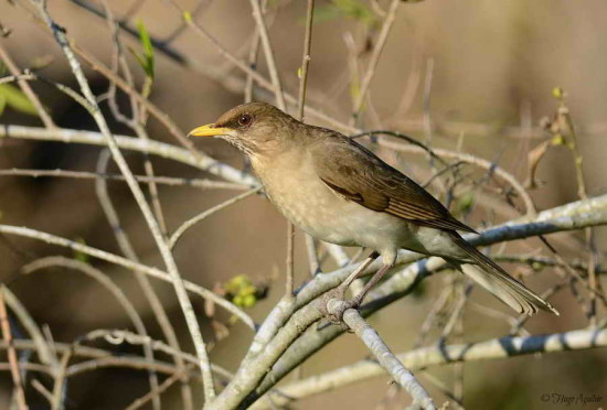 Zorzal chalchalero/Creamy-bellied Thrush