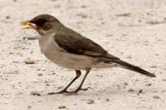 Zorzal chalchalero/Creamy-bellied Thrush