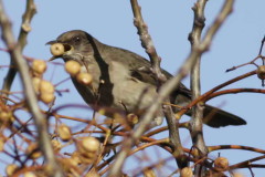 Zorzal chalchalero/Creamy-bellied Thrush