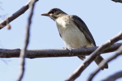 Zorzal chalchalero/Creamy-bellied Thrush