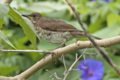 Zorzal chalchalero/Creamy-bellied Thrush