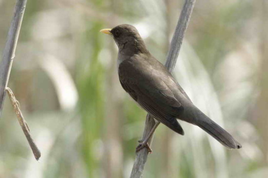 Zorzal chalchalero/Creamy-bellied Thrush