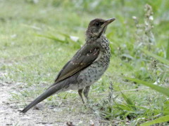 Zorzal chalchalero/Creamy-bellied Thrush