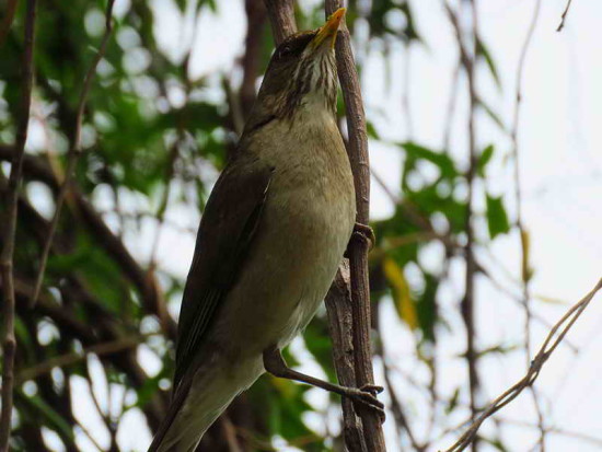 Zorzal chalchalero/Creamy-bellied Thrush