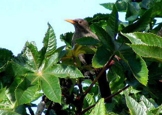 Zorzal chiguanco/Chiguanco Thrush