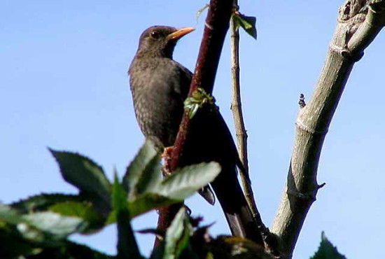 Zorzal chiguanco/Chiguanco Thrush