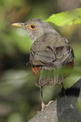 Zorzal colorado/Rufous-bellied Thrush