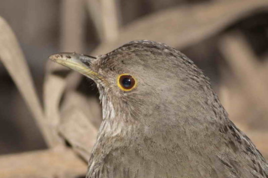 Zorzal colorado/Rufous-bellied Thrush