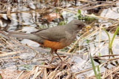 Zorzal colorado/Rufous-bellied Thrush