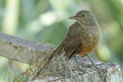 Zorzal colorado/Rufous-bellied Thrush