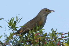 Zorzal colorado/Rufous-bellied Thrush