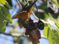 Zorzal colorado/Rufous-bellied Thrush