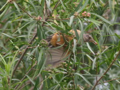 Zorzal colorado/Rufous-bellied Thrush