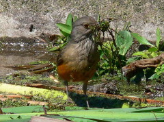 Zorzal colorado/Rufous-bellied Thrush