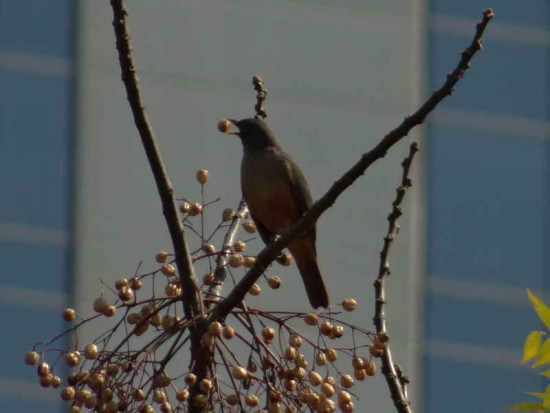 Zorzal colorado/Rufous-bellied Thrush