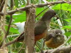 Zorzal colorado/Rufous-bellied Thrush