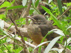 Zorzal colorado/Rufous-bellied Thrush