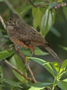 Zorzal colorado/Rufous-bellied Thrush