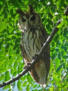 Lechuzón orejudo/Striped Owl