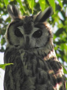 Lechuzón orejudo/Striped Owl