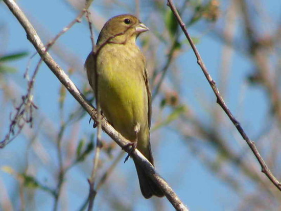 Misto/Grassland Yellow-Finch