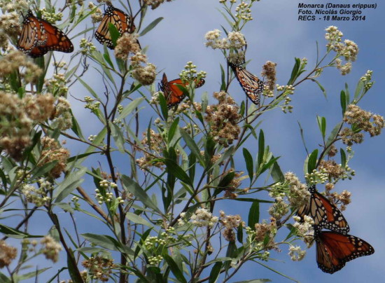 Monarca/Monarch