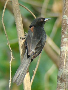 Boyerito/Epaulet Oriole