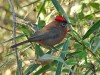 Brasita de fuego/Red-crested Finch