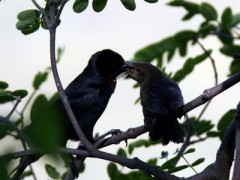 Varillero congo/Chestnut-capped Blackbird