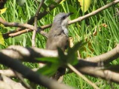 Cuclillo canela/Dark-billed Cuckoo