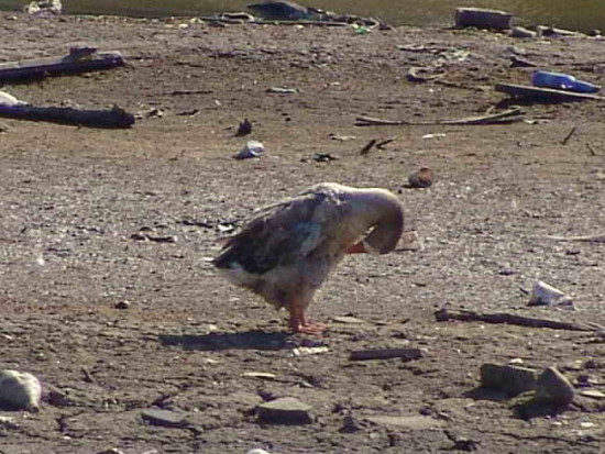 Ganso doméstico/Graylag Goose