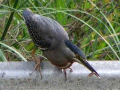 Garcita azulada/Striated Heron