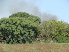 Incendio/Fire