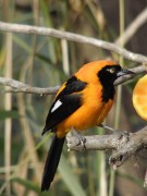 Matico/Orange-backed Troupial