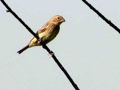 Misto/Grassland Yellow-Finch