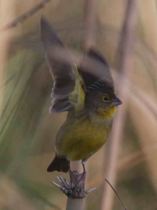 Misto/Grassland Yellow-Finch