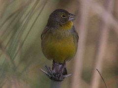 Misto/Grassland Yellow-Finch