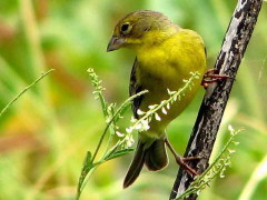 Misto/Grassland Yellow-Finch