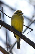 Misto/Grassland Yellow-Finch