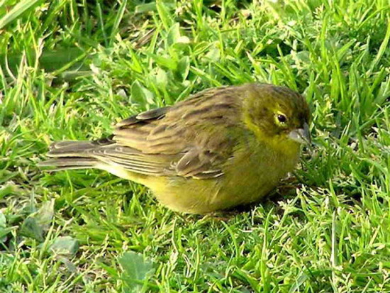 Misto/Grassland Yellow-Finch