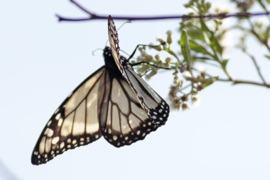 Monarca/Monarch