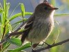 Mosqueta estriada/Bran-colored Flycatcher