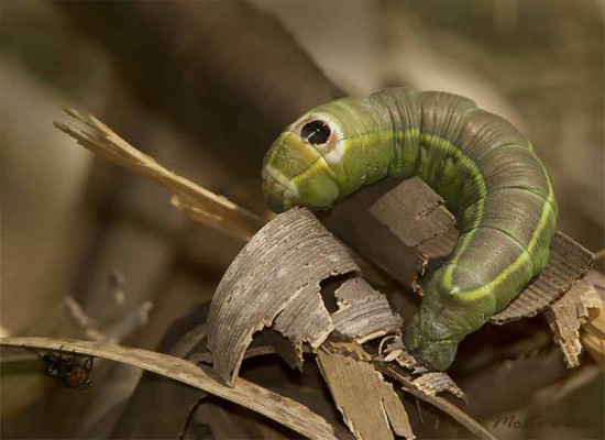 Oruga gusano de la yuca/Ello Sphinx Moth Caterpillar