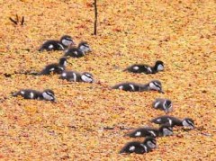 Pato de collar/Ringed Teal