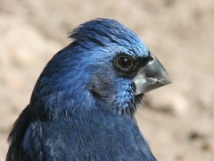 Reinamora grande/Ultramarine Grosbeak